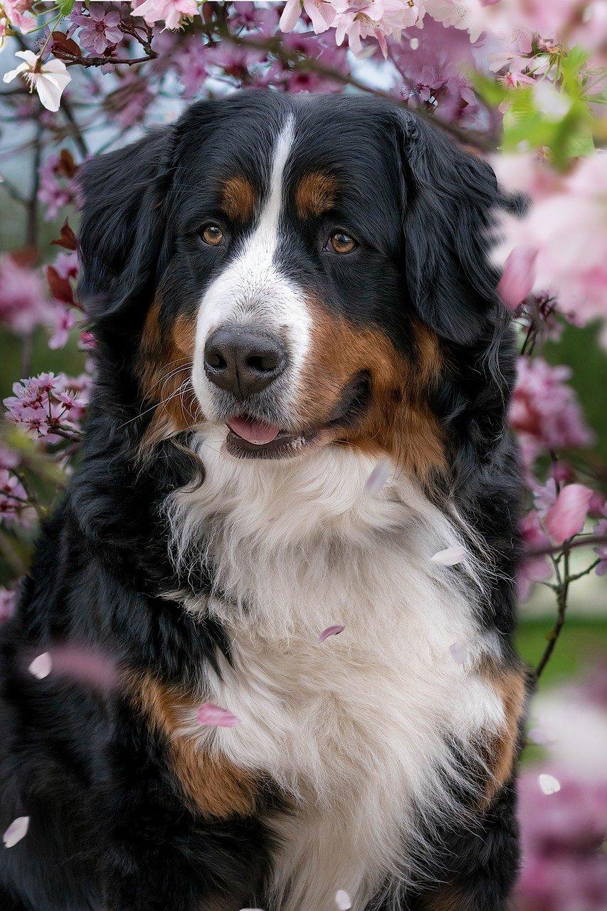 Bernese mountain dog 7928156 1280